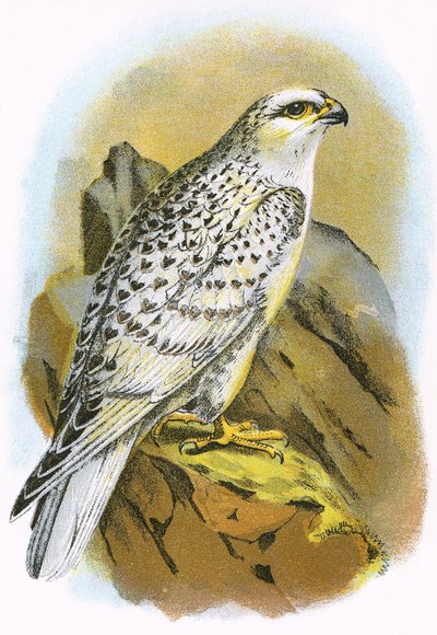 Greenland Falcon by English School